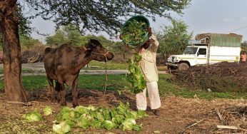 Global farmers loom at heavy losses amid largest Coronavirus lockdown