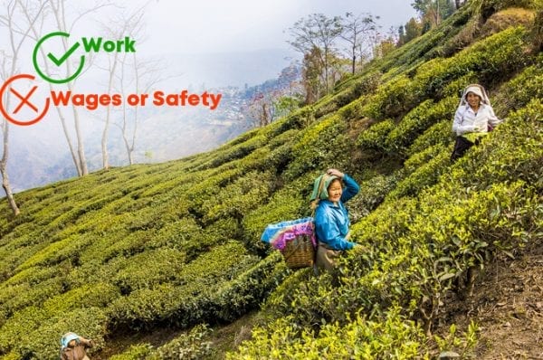 Thousands of tea plantation workers affected by this Covid19 lockdown