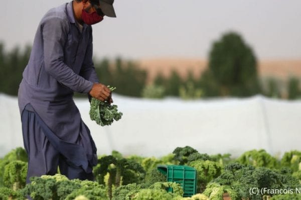 A farmworker harvesting kale on April 9