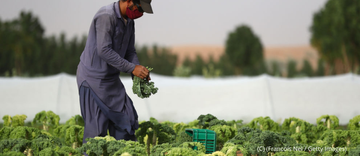 A farmworker harvesting kale on April 9