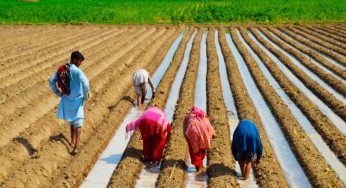 Punjab farmers are missing migrant workers for paddy sowing