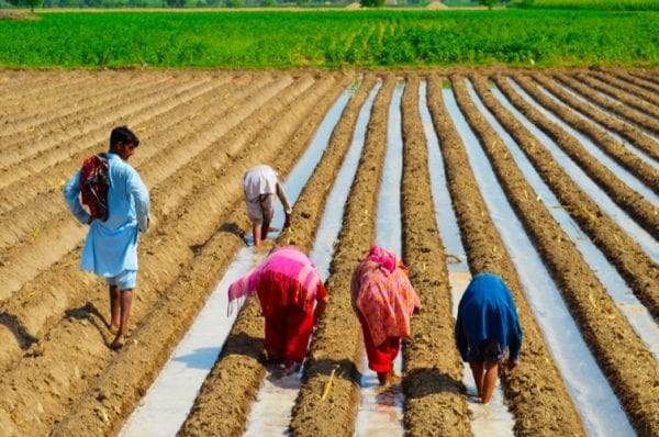 Farmers planting corn seeds in the beautiful ploughed field