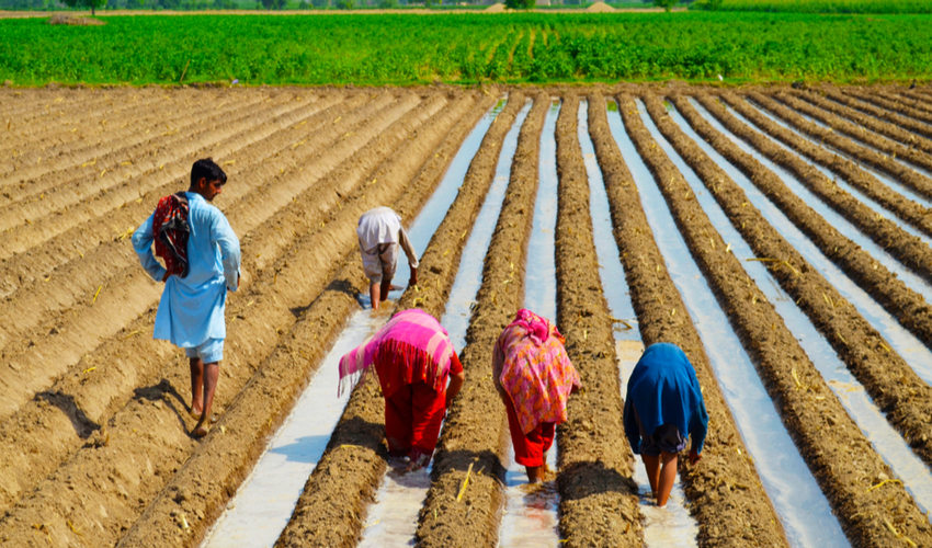 Punjab farmers are missing migrant workers for paddy sowing