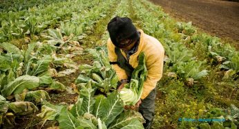 Canada Accused with Discrimination Of Migrant Workers