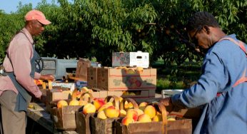 Canada: COVID-19 exposes prolonging health and income concerns among migrant workers
