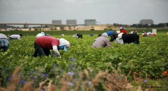Foreign farm workers in Canada mistreated during pandemic