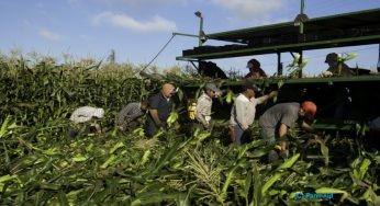 How Central Americans shaped labour laws in the USA