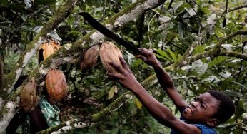 Cocoa industry and child labour – the never ending problem