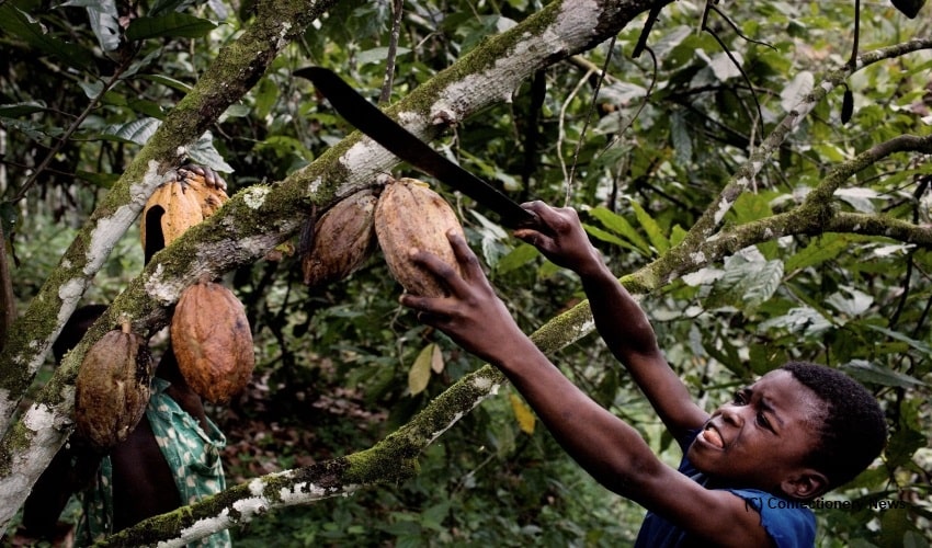 Cocoa industry and child labour – the never ending problem