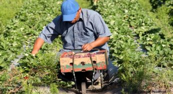 Canada to improve conditions for migrant farm workers