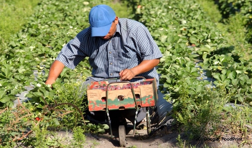 Canada to improve conditions for migrant farm workers