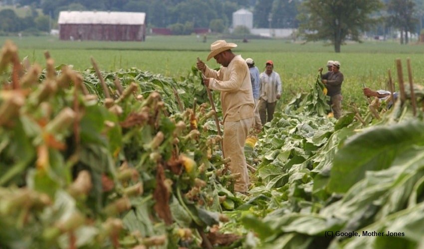 Wages of farm labourers frozen by Trump administration, not-so known rule will bring years of suffering for migrant workers in US