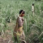 60%-child-labor-in-Gujarat's-sugarcane-fields-unpaid
