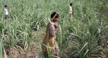 60% child labor in Gujarat’s sugarcane fields unpaid: Report