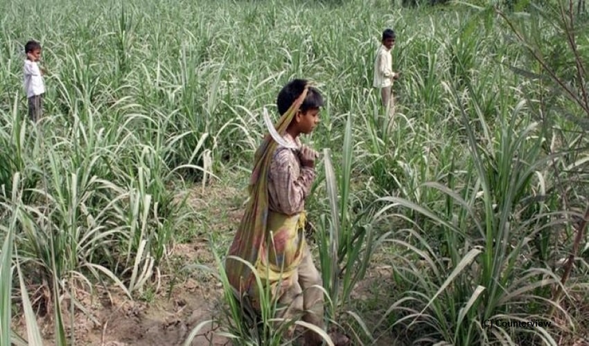 60%-child-labor-in-Gujarat's-sugarcane-fields-unpaid