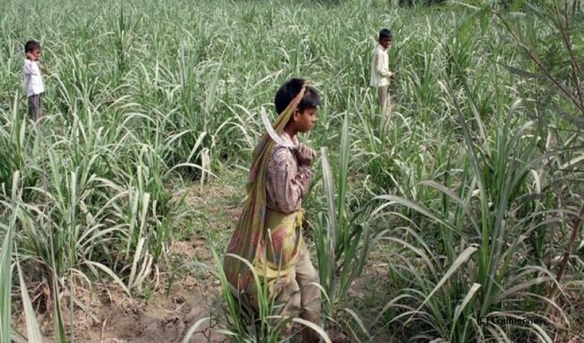 60% child labor in Gujarat’s sugarcane fields unpaid: Report