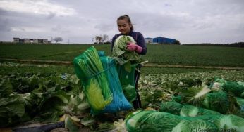 Thai migrants living in poor conditions in S Korea: Report