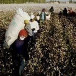 How-China- Uses-Minority-Groups-As-Forced-Cotton-Labour