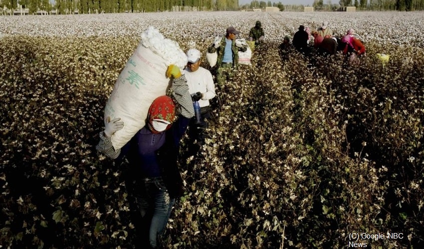 How China Uses Minority Groups As Forced Cotton Labour