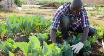 Hundreds of farm workers from Trinidad and Tobago “trapped” in Canada