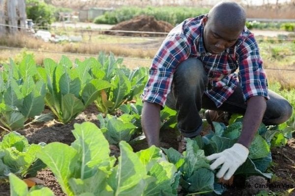 Hundreds-of-farm-workers-from-Trinidad-and-Tobago-“trapped”-in-Canada