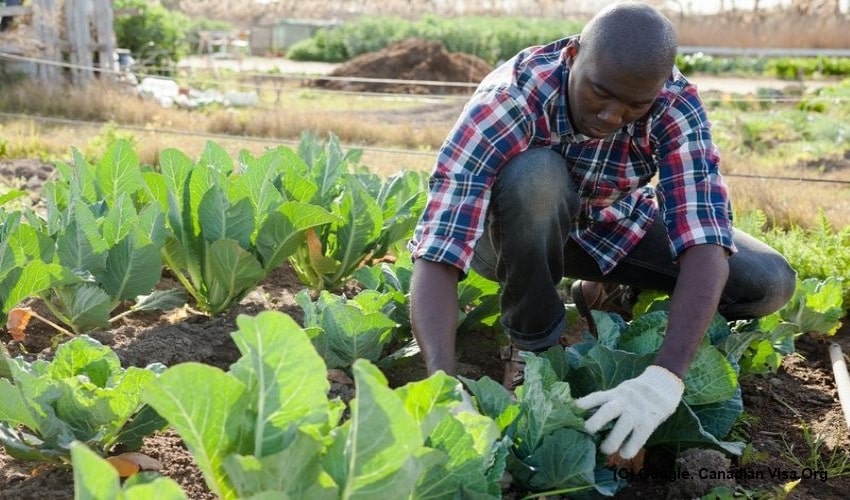 Hundreds of farm workers from Trinidad and Tobago “trapped” in Canada