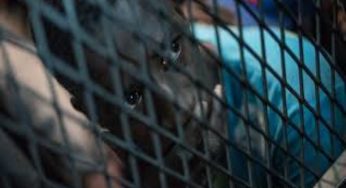 Detained migrants in Saudi Arabia allege torture and other abuse