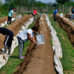 40,000 non eu seasonal workers can work in italy