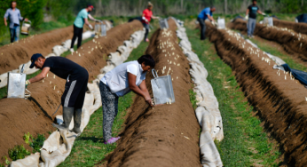 40,000 Non-EU Seasonal Workers Can Work in Italy