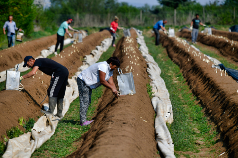 40,000 Non-EU Seasonal Workers Can Work in Italy