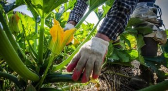 Agriculture and Care in Europe – Abused Migrant Workers