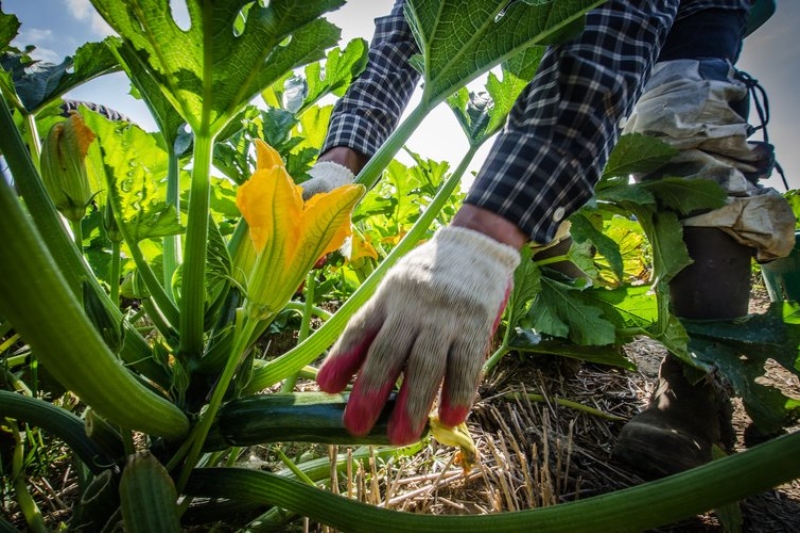 Agriculture and Care in Europe – Abused Migrant Workers