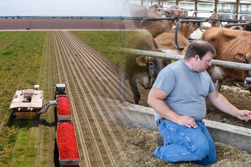 American farmers are killing their own crops and selling cows because of extreme drought