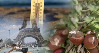 Apples are baked on the branches, Europe falls into a drought