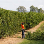 australian migrant workers face poor condition and low wages on the farms