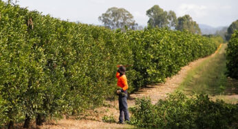 Inquiry set to motion as Australian migrant workers face poor condition and low wages on the farms