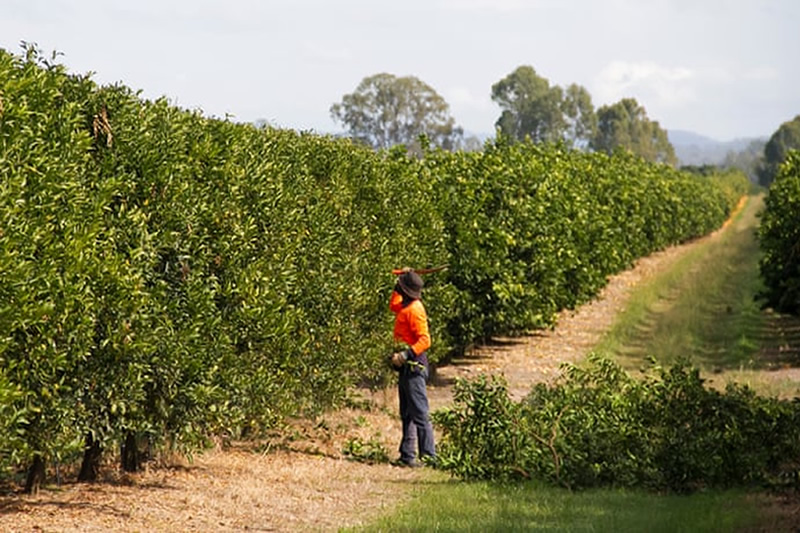 Inquiry set to motion as Australian migrant workers face poor condition and low wages on the farms