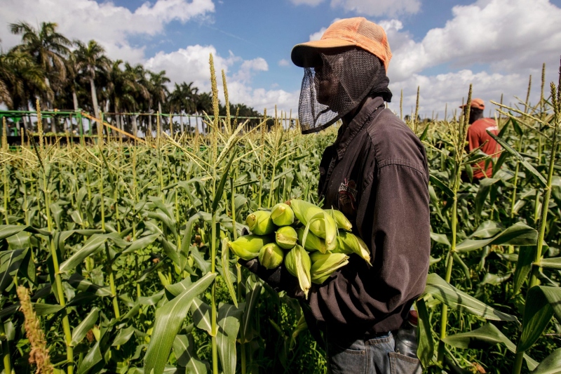 australia's seasonal worker programme is failing workers and employers