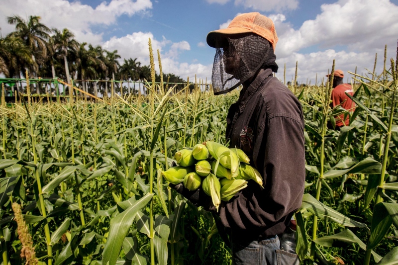 Australia: Seasonal Worker’s Program Fails to Protect Migrant Labourers Since the Pandemic