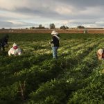 A recent report titled "Immigrant Labor Fuels Italy's Food Industry" reveals that immigrants played a significant role in Italy's food production, accounting for at least half of all food products made in the country in 2022.