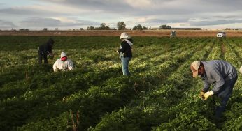 Immigrant Labor Fuels Italy’s Food Industry, Report Finds