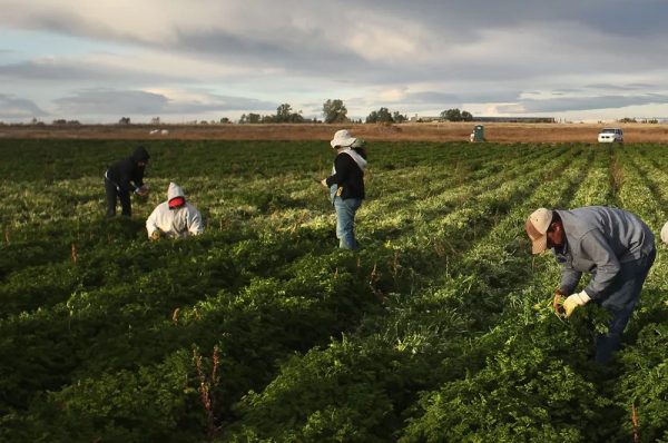 Immigrant Labor Fuels Italy’s Food Industry, Report Finds
