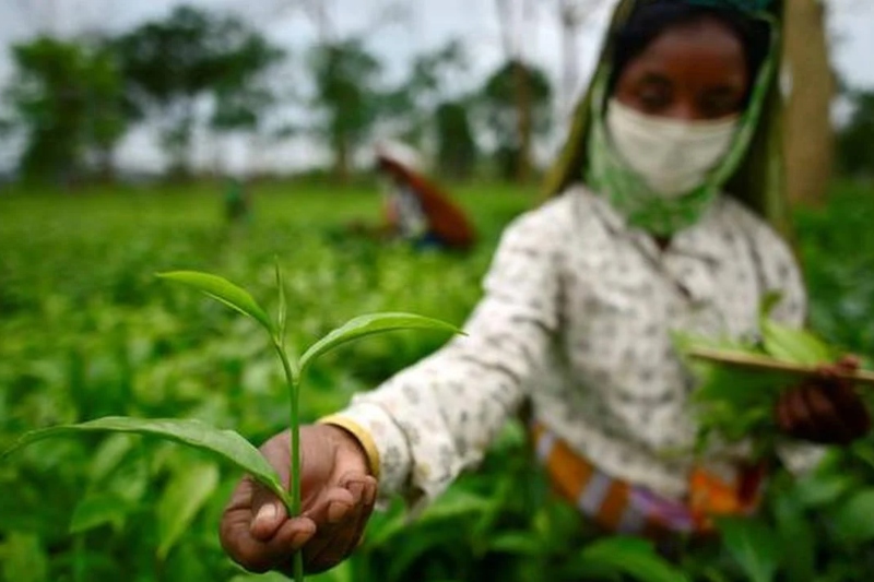 barak valley in assam to protect interest of tea plantation workers before greenfield airport construction
