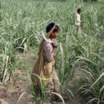 bonded labour and child labour rampant in sugarcane factories, says report