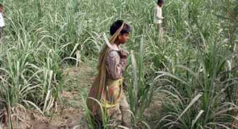 Bonded labour and child labour rampant in Sugarcane factories, says report