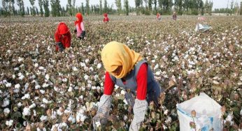 Human Rights Watch urges brands to boycott goods from Xinjiang
