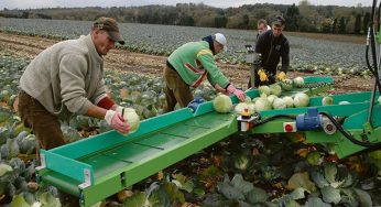 British Farms Willing To Pay Huge For Migrant Workforce To Return