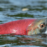 california’s winnemem wintu tribe fights return of sacred fish