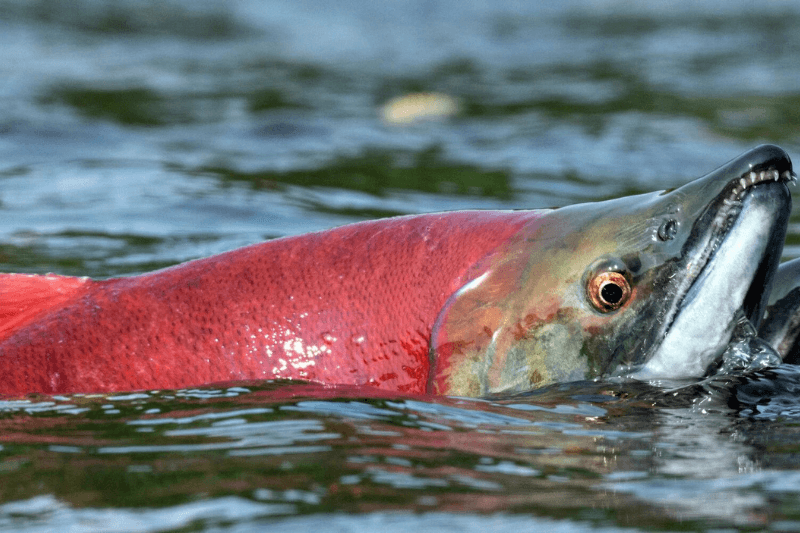 California’s Winnemem Wintu Tribe Fights Return of Sacred Fish