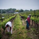 canada continues to witness exploitation migrant workers rights in agriculture sector